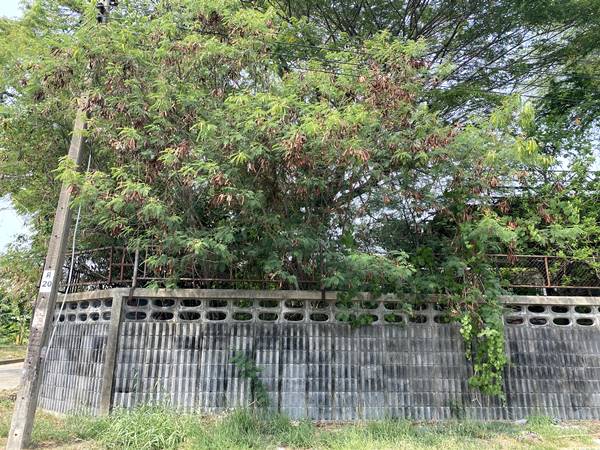 ขายที่ดินเปล่าแปลงมุม สวย หมู่บ้านเมืองทอง 2/2(ซอย13) ซอยพัฒนาการ 61 ขนาด 206 ตรว ทำเลดี เหมาะสร้างบ้าน ออฟฟิศ 